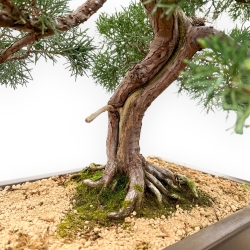 Juniperus Chinensis - Ginepro - 80 cm
