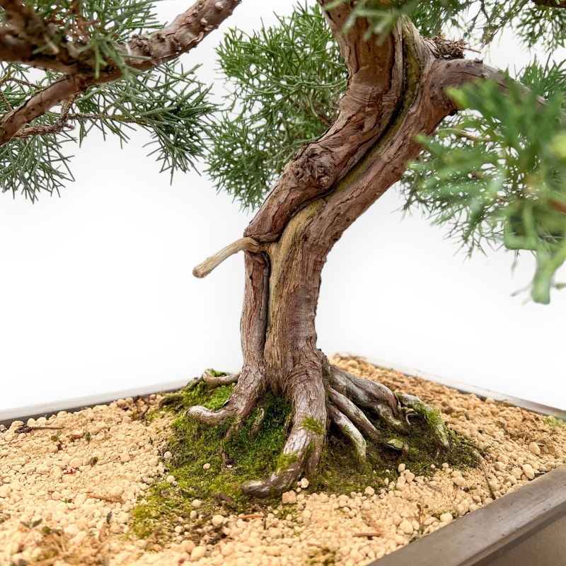 Juniperus Chinensis - Juniper - 80 cm