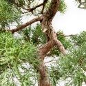 Juniperus Chinensis - Juniper - 80 cm