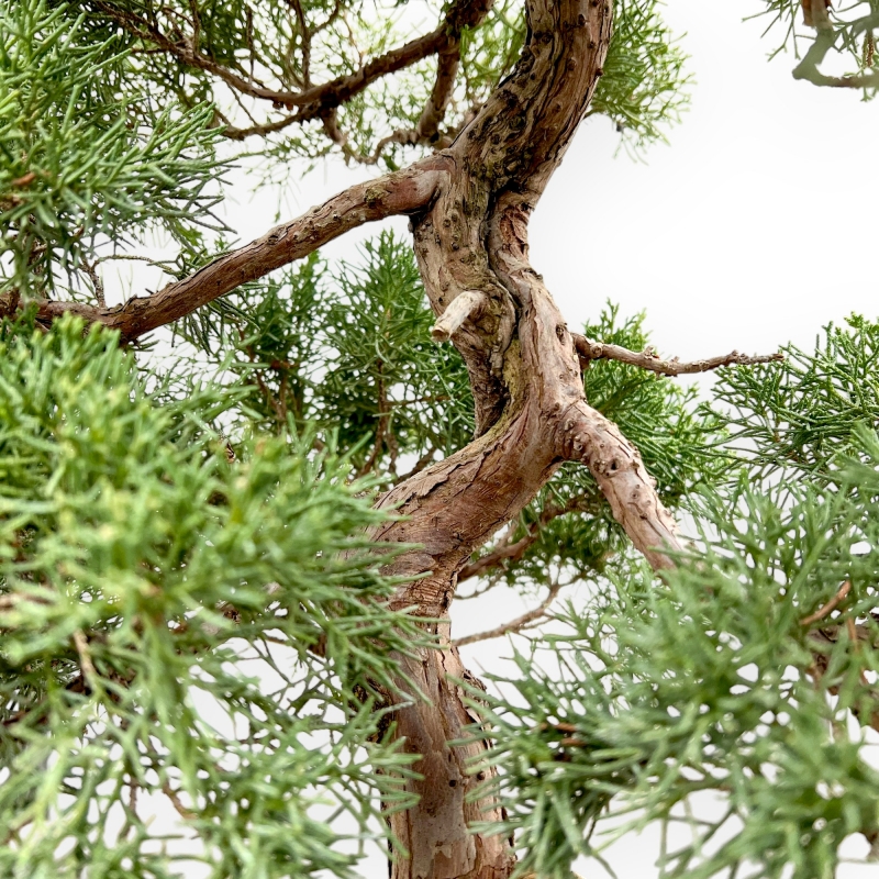 Juniperus Chinensis - Genévrier - 80 cm