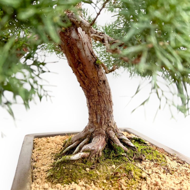 Juniperus Chinensis - Juniper - 80 cm