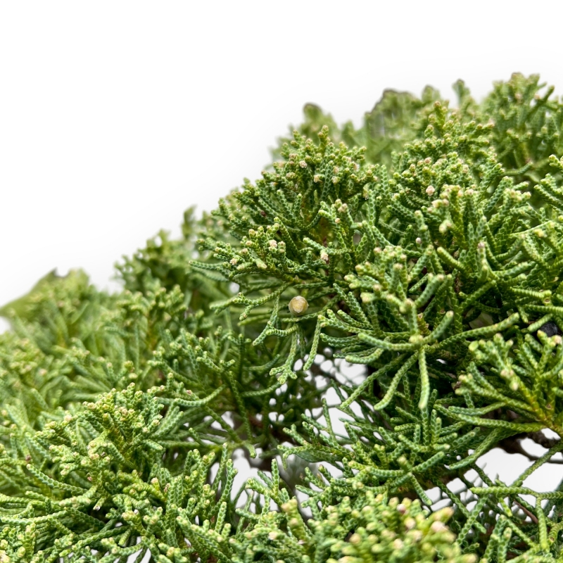 Juniperus Chinensis - Genévrier - 80 cm