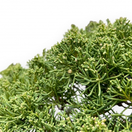 Juniperus Chinensis - Ginepro - 80 cm