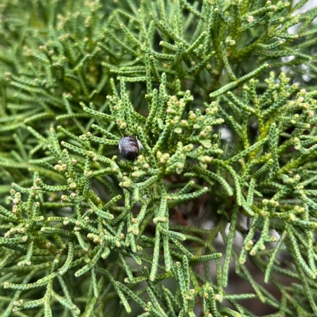 Juniperus Chinensis - Ginepro - 80 cm