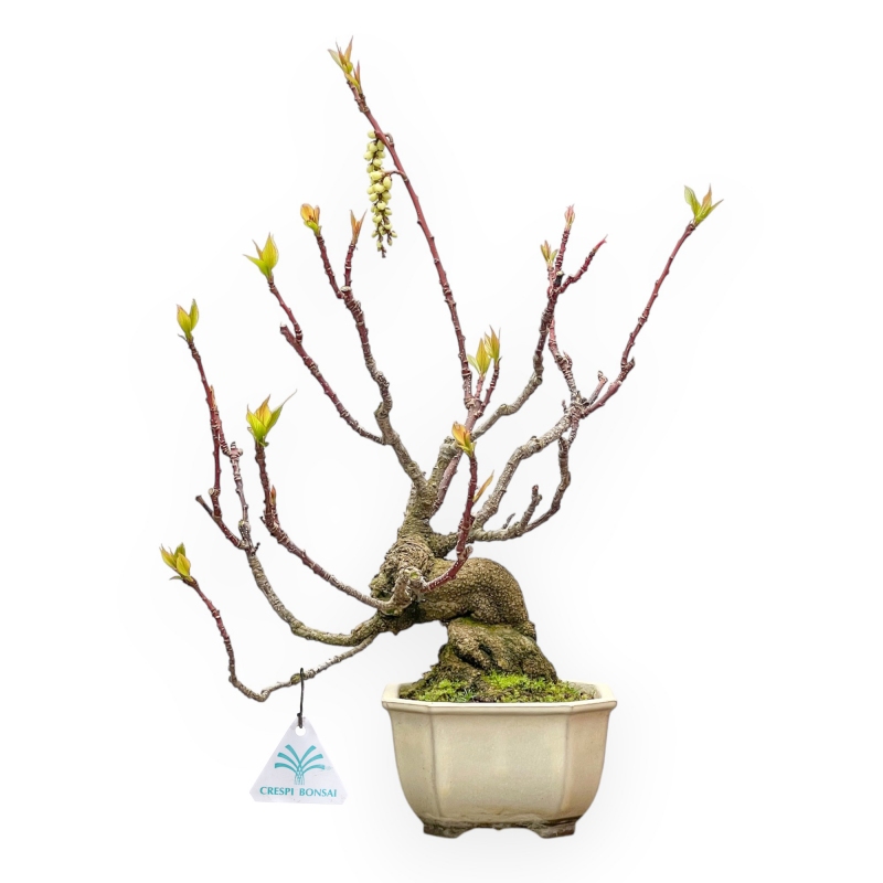 Stachyurus praecox - 43 cm