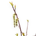 Stachyurus praecox - 43 cm