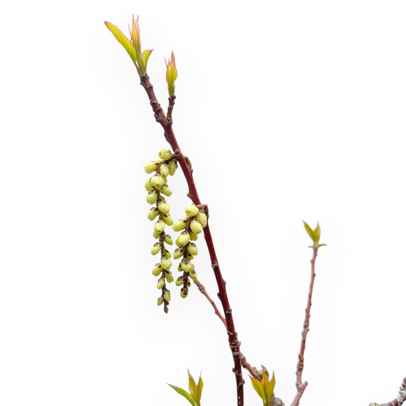Stachyurus praecox - 43 cm