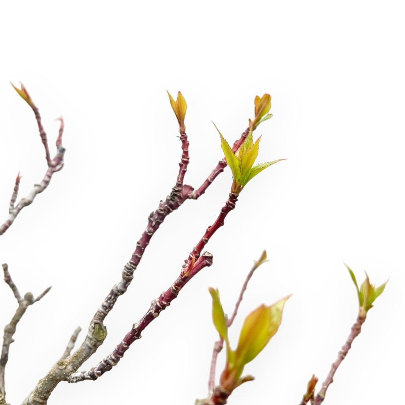 Stachyurus praecox - 43 cm