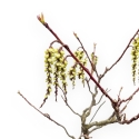 Stachyrus Praecox - 45 cm