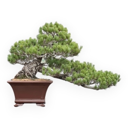 Pinus Pentaphylla - Pin à cinq aiguilles - 64 cm
