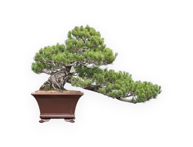 Pinus Pentaphylla - Pino - 64 cm