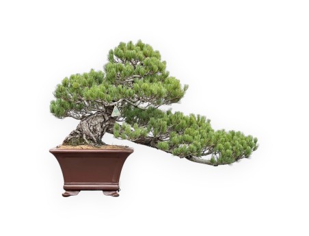 Pinus Pentaphylla - Kiefern - 64 cm