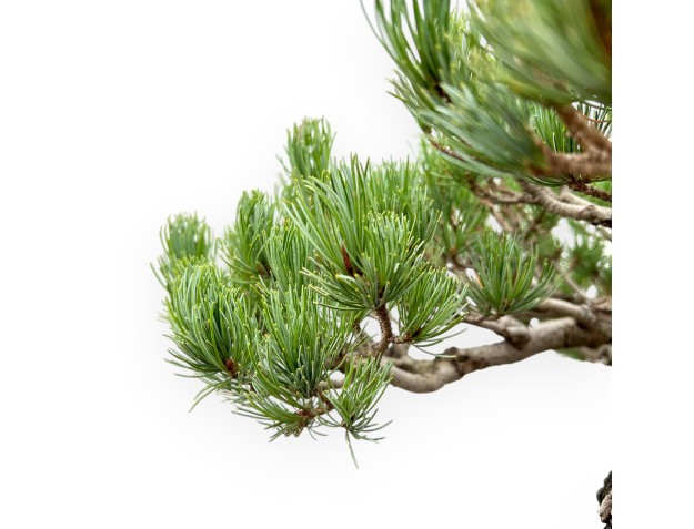 Pinus Pentaphylla - Kiefern - 64 cm 2