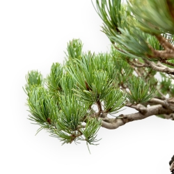 Pinus Pentaphylla - Pin à cinq aiguilles - 64 cm