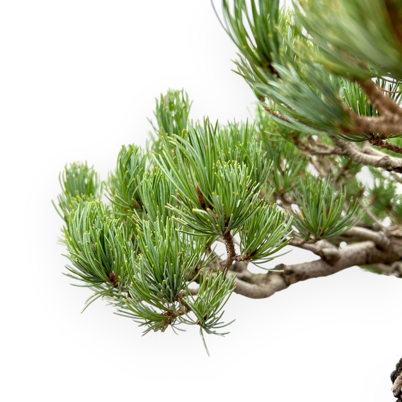 Pinus Pentaphylla - Pin à cinq aiguilles - 64 cm