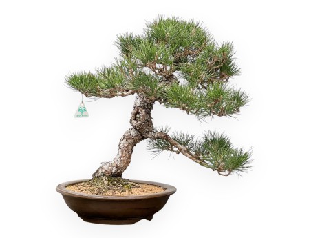Pinus Thunbergii - Zwart Den - 56 cm