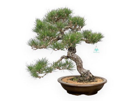 Pinus Thunbergii - Pino Nero - 56 cm