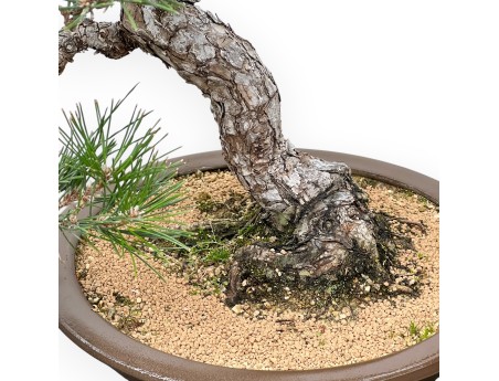 Pinus Thunbergii - Pino Nero - 56 cm
