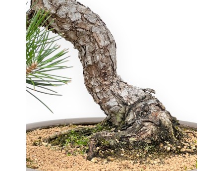 Pinus Thunbergii - Zwart Den - 56 cm