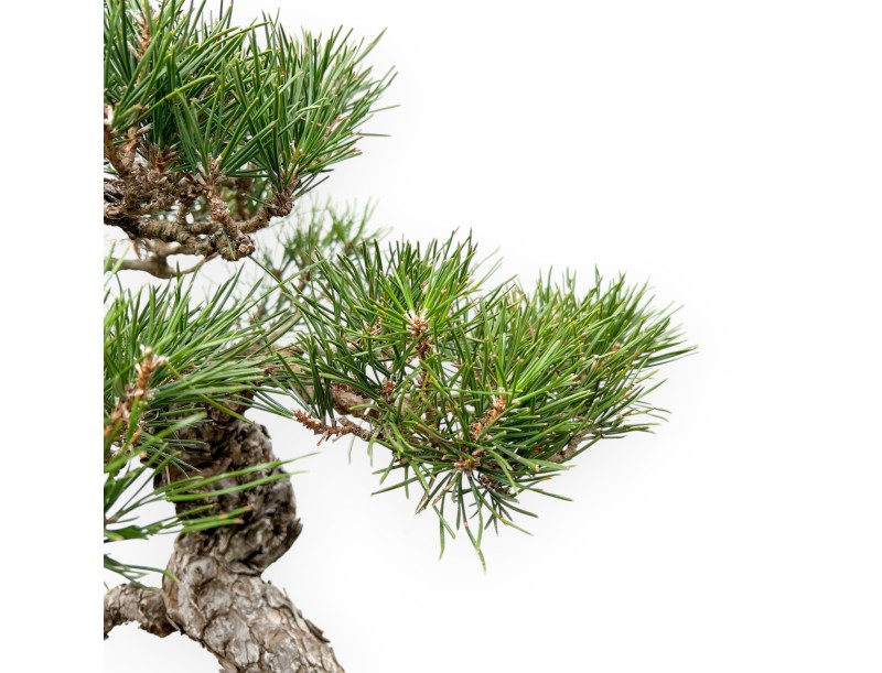 Pinus Thunbergii - Zwart Den - 56 cm
