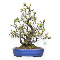 Pseudocydonia Chinensis - Cotogno - 55 cm