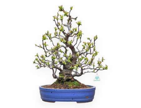 Pseudocydonia Chinensis - Cognassier - 55 cm