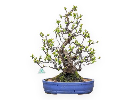 Pseudocydonia Chinensis - Apple Tree - 55 cm