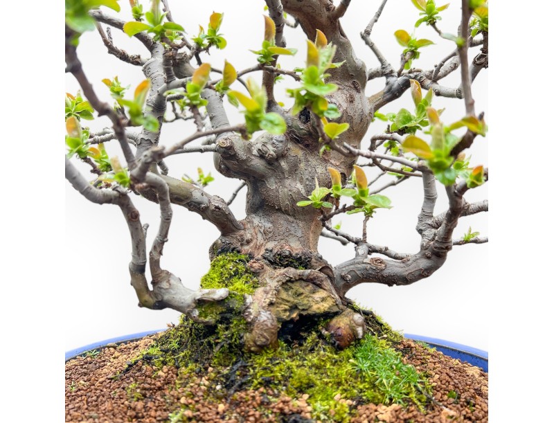 Pseudocydonia Chinensis - Apple Tree - 55 cm