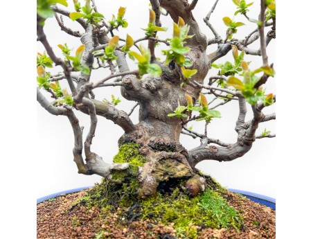 Pseudocydonia Chinensis - Cognassier - 55 cm