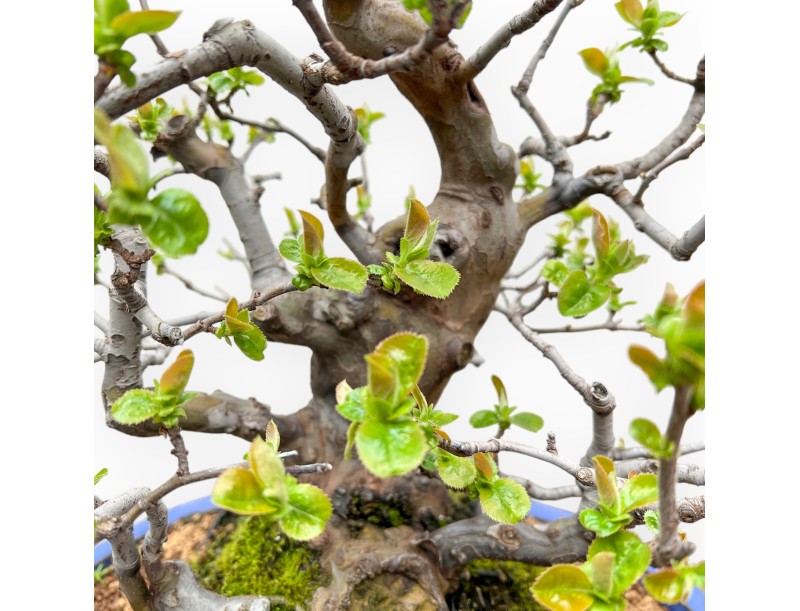 Pseudocydonia Chinensis - Cognassier - 55 cm
