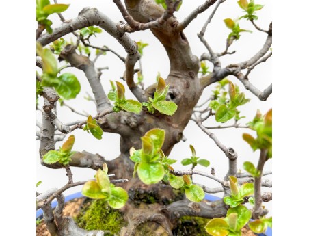 Pseudocydonia Chinensis - Apple Tree - 55 cm