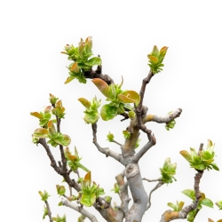 Pseudocydonia Chinensis - Apple Tree - 55 cm