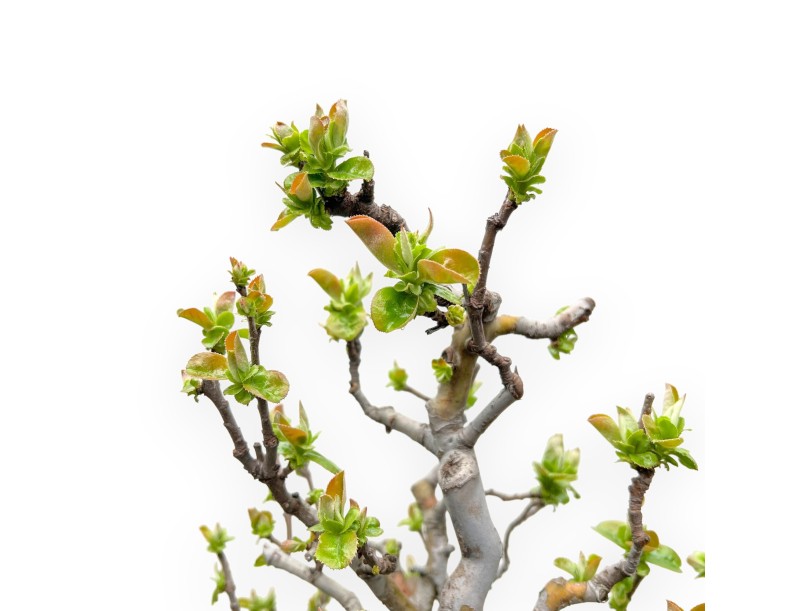 Pseudocydonia Chinensis - Apple Tree - 55 cm