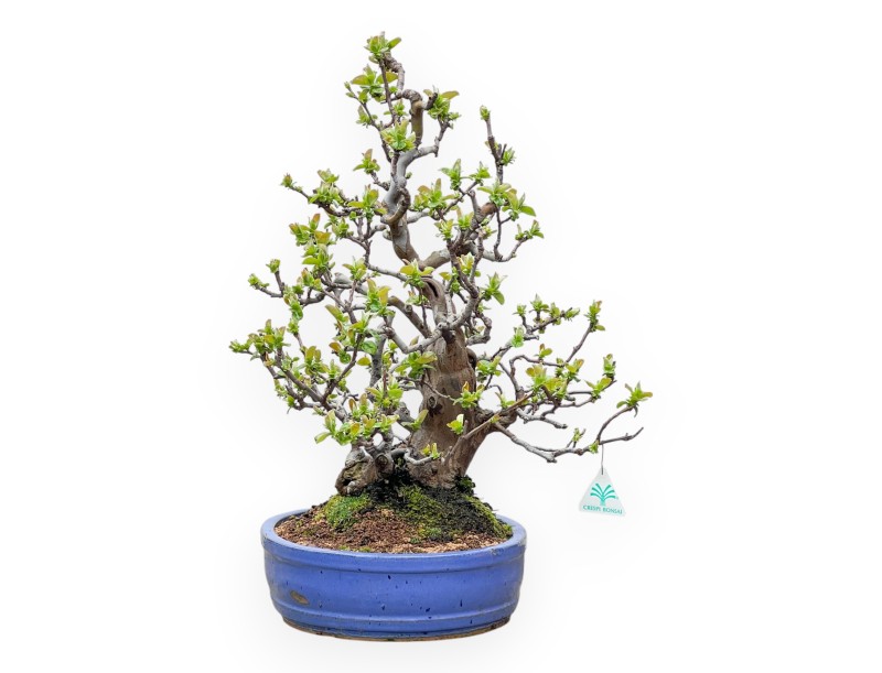 Pseudocydonia Chinensis - Cognassier - 55 cm