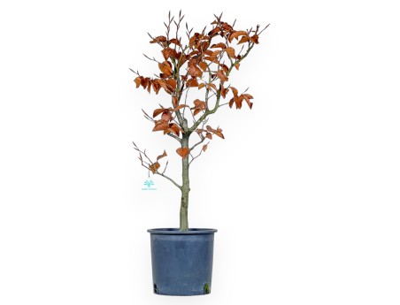 Fagus - Faggio - 72 cm