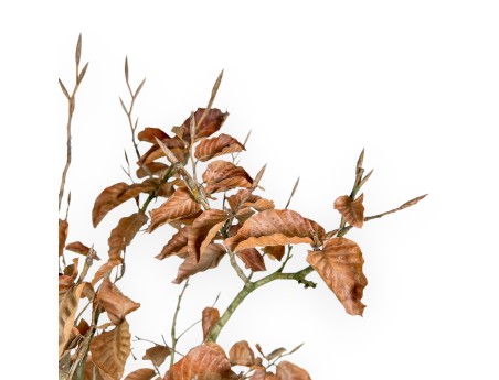 Fagus - Beuk - 72 cm