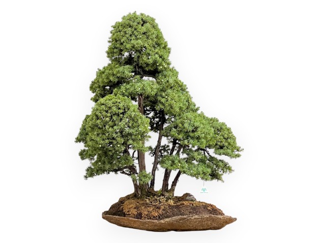 Juniperus Rigida - Enebro - 104 cm