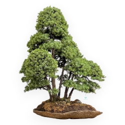Juniperus Rigida - Genévrier - 104 cm