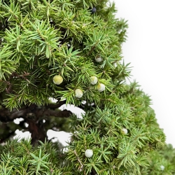 Juniperus Rigida - Genévrier - 104 cm