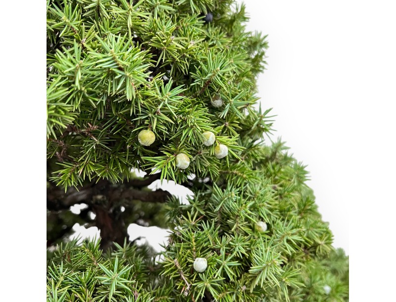 Juniperus Rigida - Ginepro - 104 cm