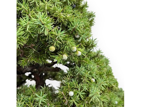 Juniperus Rigida - Enebro - 104 cm