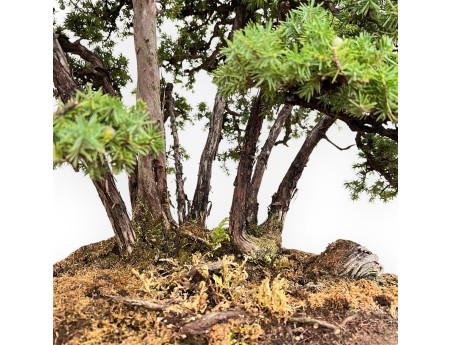 Juniperus Rigida - Enebro - 104 cm