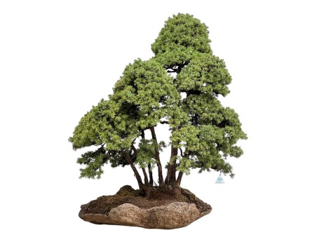 Juniperus Rigida - Juniper - 104 cm
