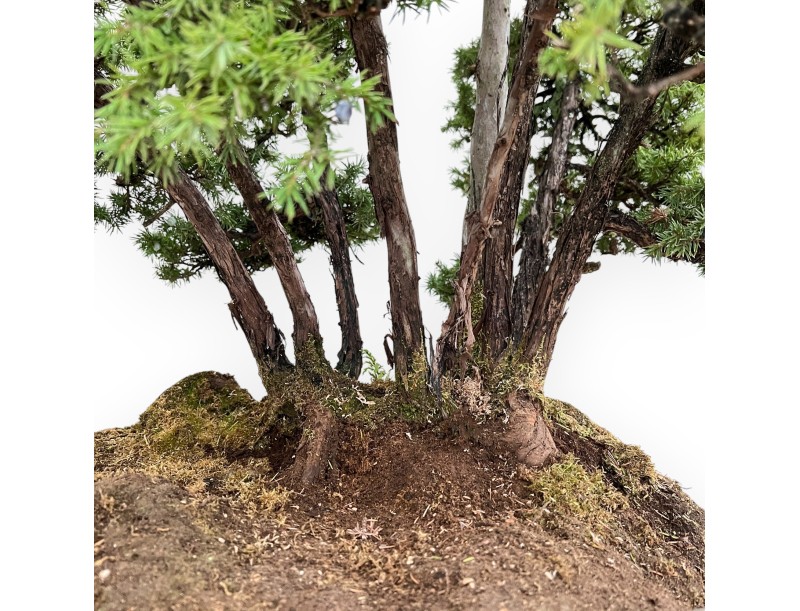 Juniperus Rigida - Wacholder - 104 cm