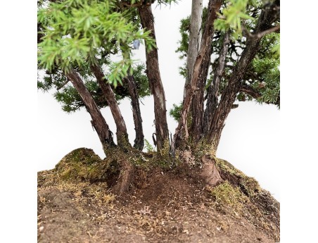 Juniperus Rigida - Wacholder - 104 cm