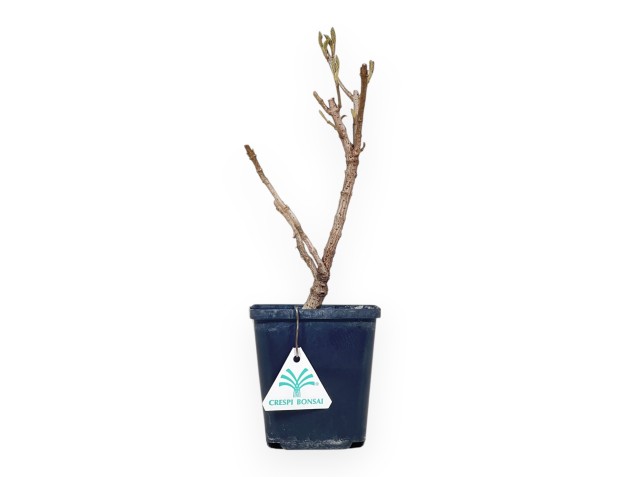 Viburnum - Viburnum - 30 cm