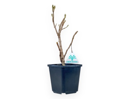 Viburnum - Viorne - 30 cm