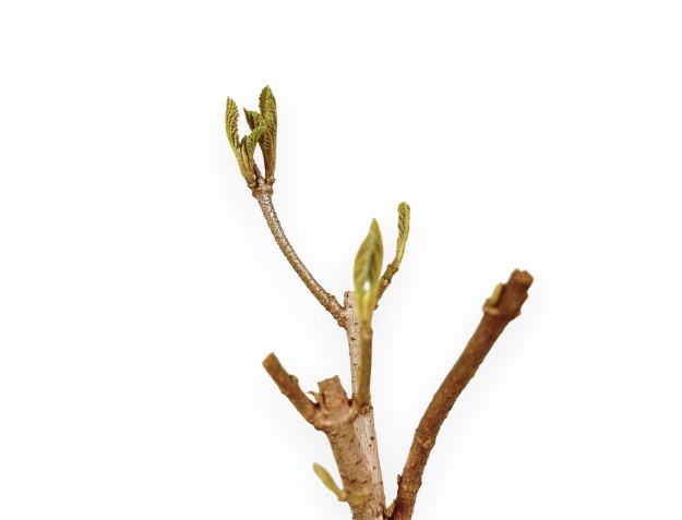 Viburnum - Viburnum - 30 cm 2