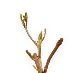 Viburnum - Viorne - 30 cm