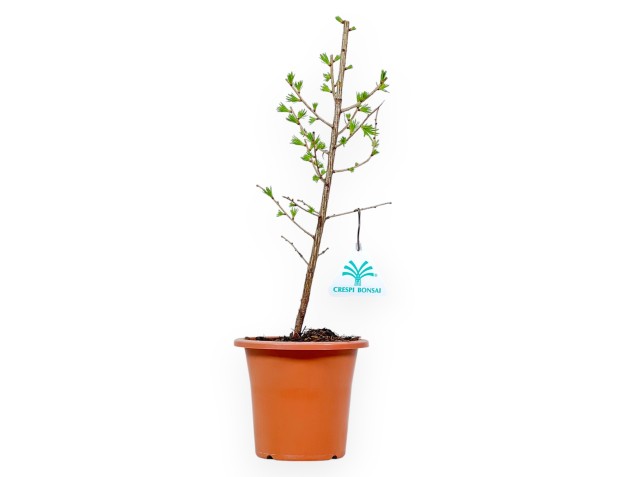 Larix Decidua - Alerce - 35 cm